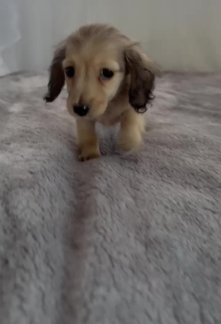 Miniature Dachshund dogs for sale: Beautiful long coat puppies ready now - Video 2