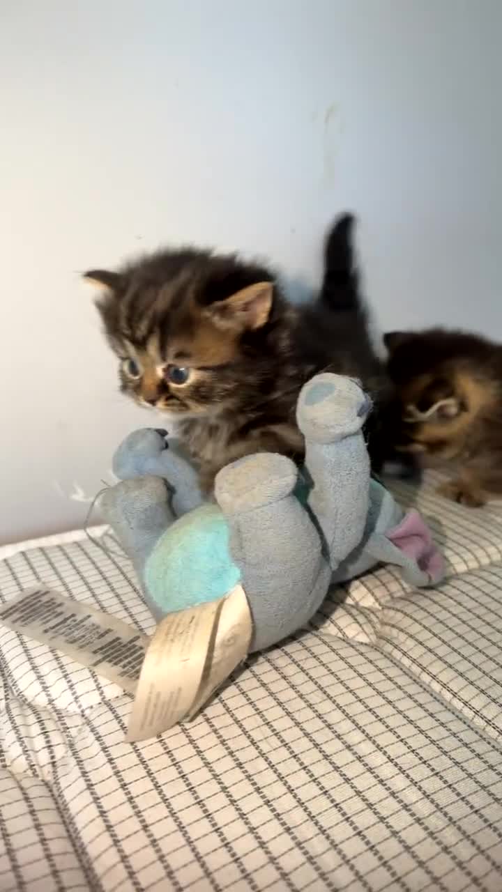 Mixed Breed cats for sale: 3 Little kittens  in Basildon - Video 1