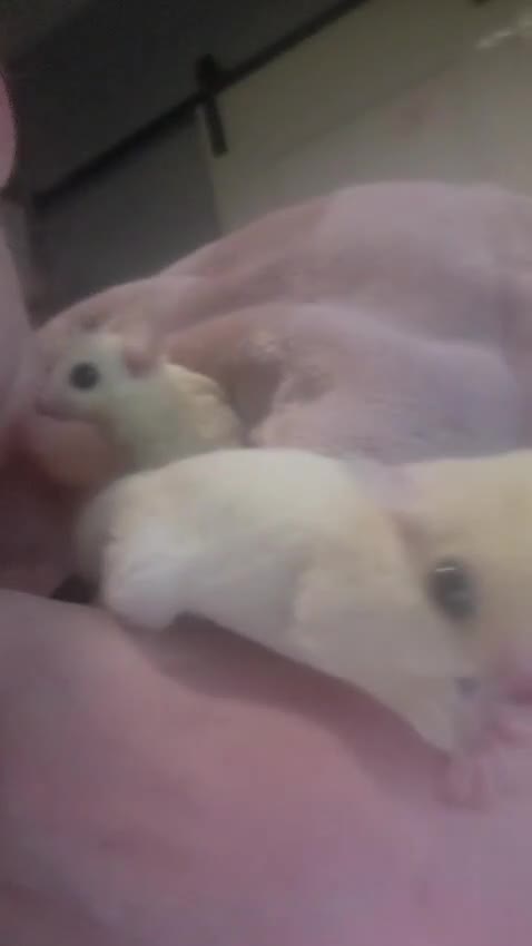 Sugar Glider rodents for sale: Stunning female sugar glider - Video 1