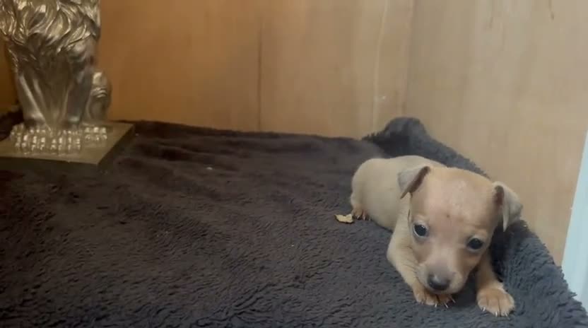 Jack Russell dogs for sale: Beautiful Jack Russell pups  - Video 3