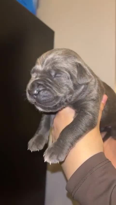 Cane Corso dogs for sale: Pure Blue Cane Corso puppies for sale - Video 2