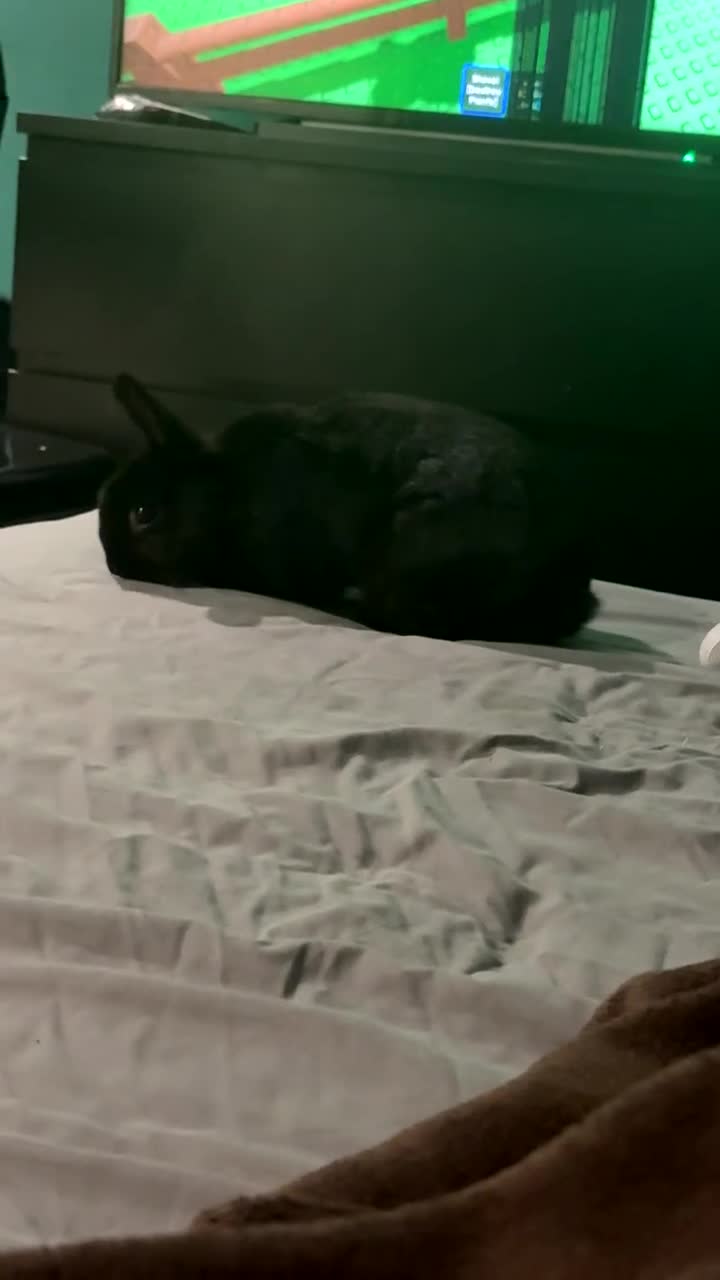 Mini Lop rabbits for sale: mini lop bunny - Video 1