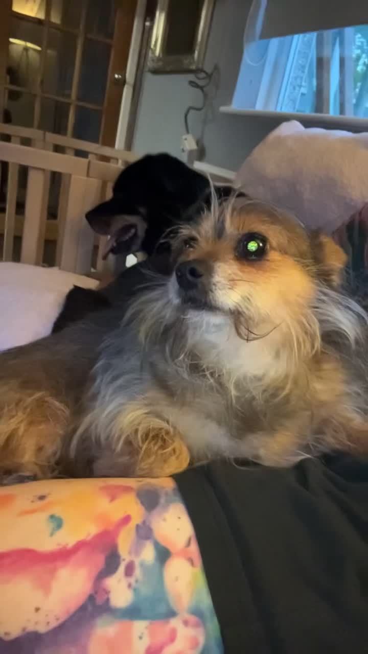 Mixed Breed dogs for sale: Buddy - Video 2