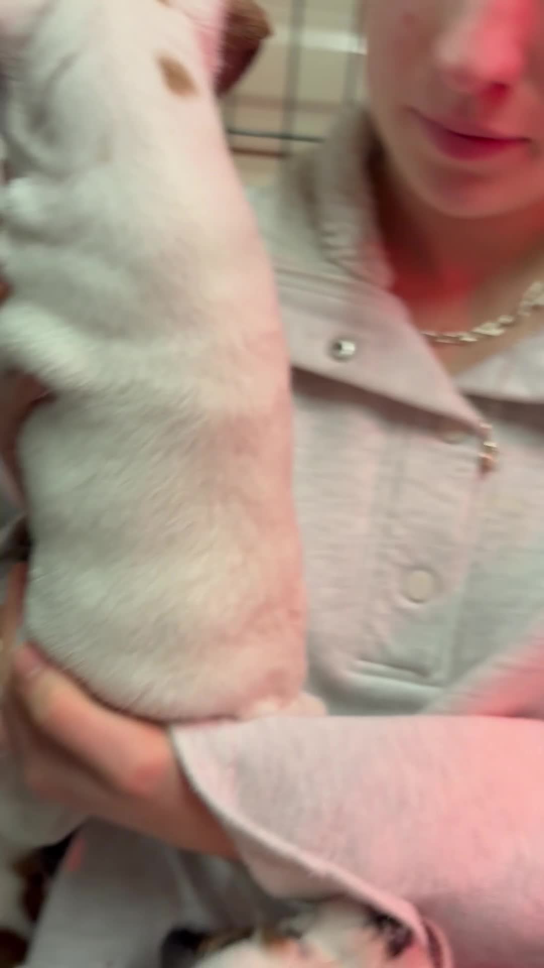 Parson Russell dogs for sale: Exceptional litter of Parson Russell Terrier Pups  - Video 4