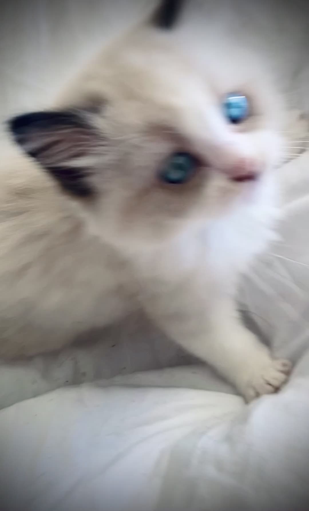 Ragdoll cats for sale: Female Ragdoll kitten  - Video 1