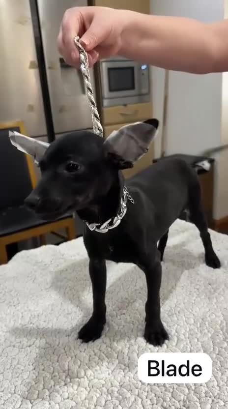 Mexican Hairless dogs for sale: Mexican Xoloitzcuintli coated/hairless mini - Video 2