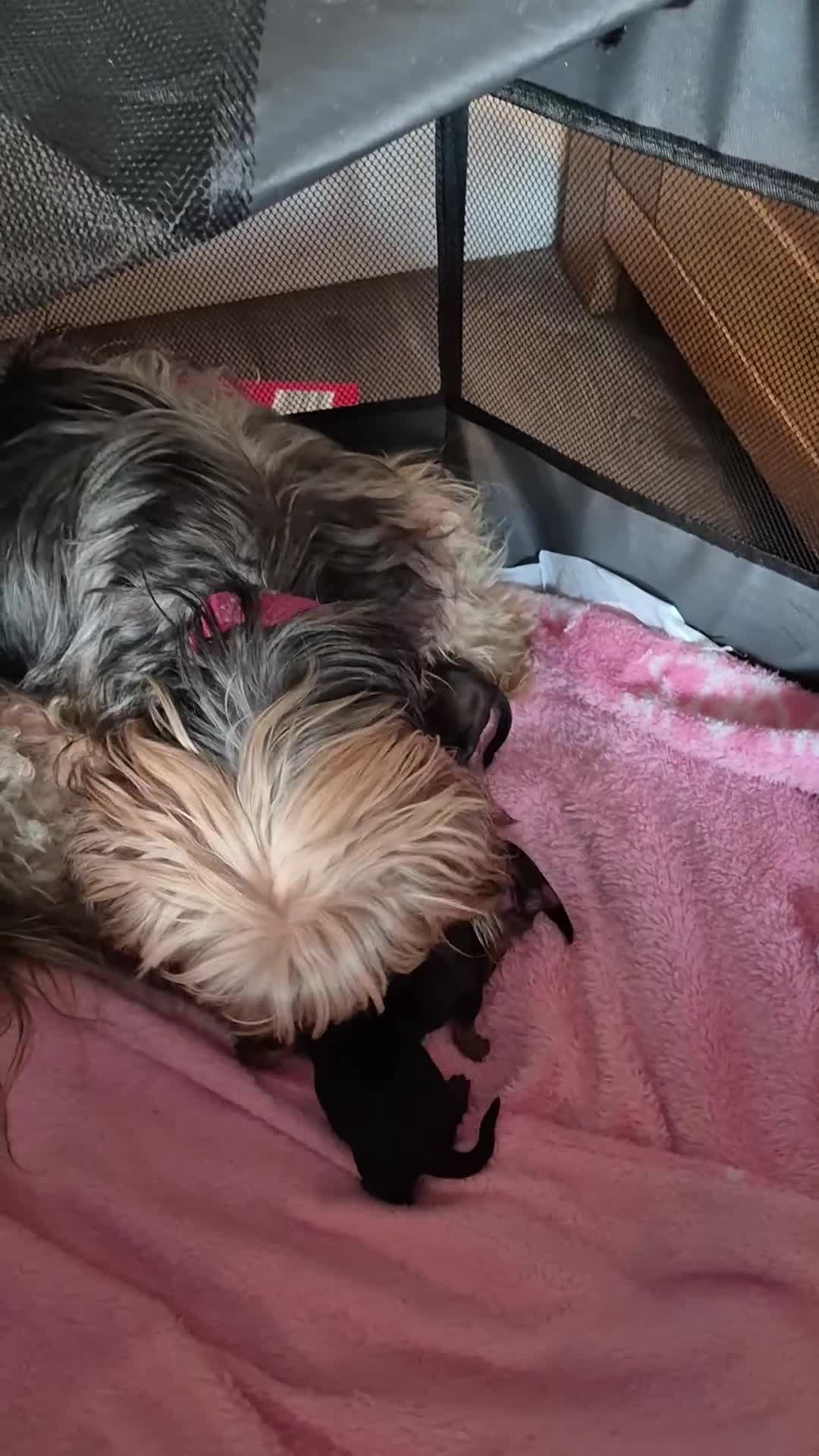 Yorkshire Terrier dogs for sale: 6 GORGEOUS YORKSHIRE TERRIER PUPS. STANDARD SIZE! - Video 1