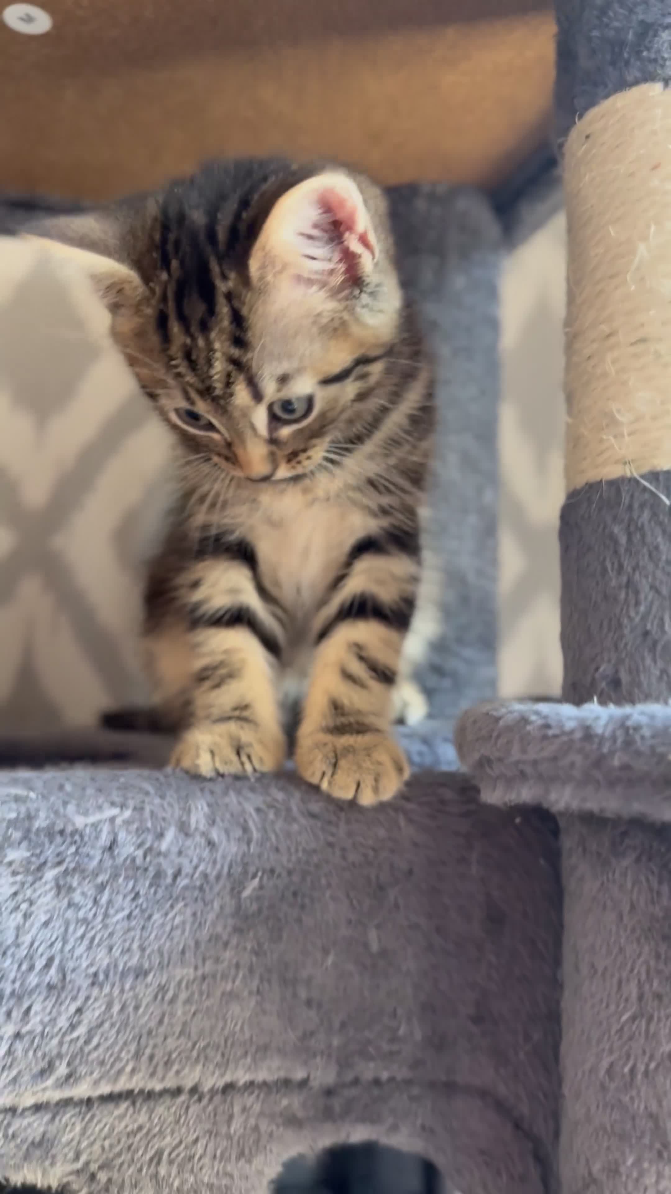 Maine Coon cats for sale:     🐾 Luxury Maine Coon x Siberian Kittens  - Video 3