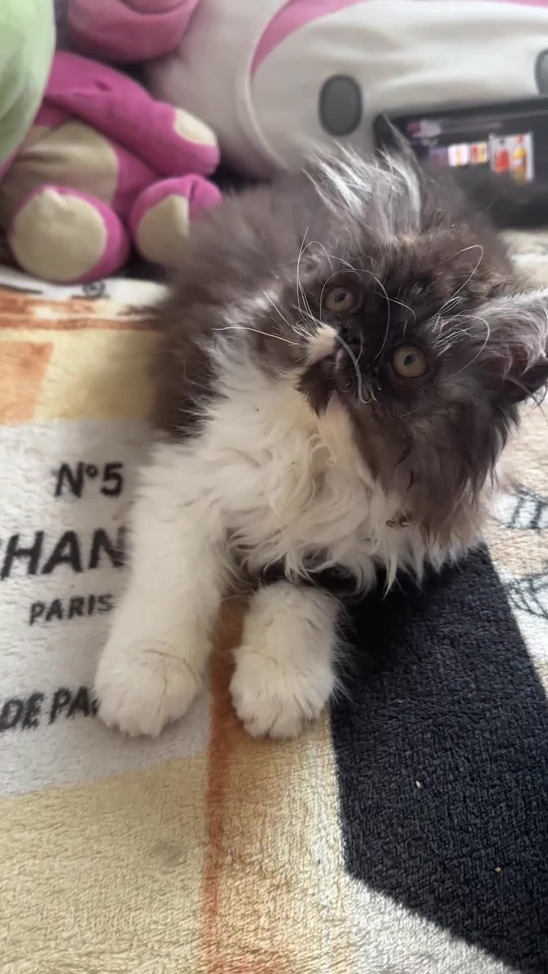 Persian cats for sale: Very beautiful Persian cat - Video 1