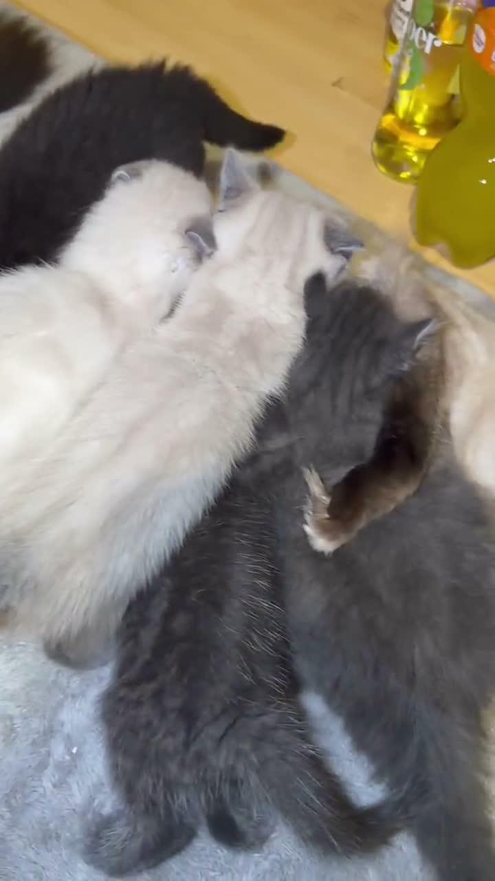 Mixed Breed cats for sale: Ragdoll cross gorgeous kittens  - Video 1
