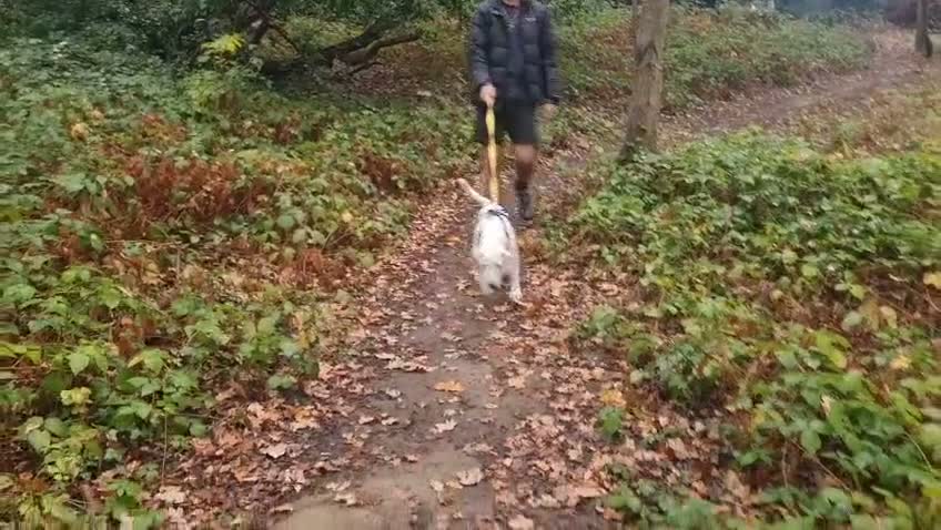 Mixed Breed dogs for sale: Handsome Paddy in Addlestone - Video 2