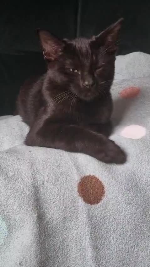 Sphynx cats for sale: Black sphynx. - Video 1