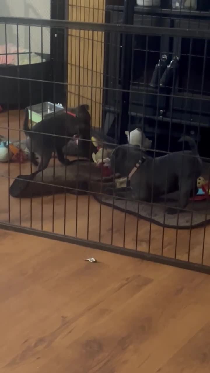 Staffordshire Bull Terrier dogs for sale: One girl KC and DNA health tested  - Video 1