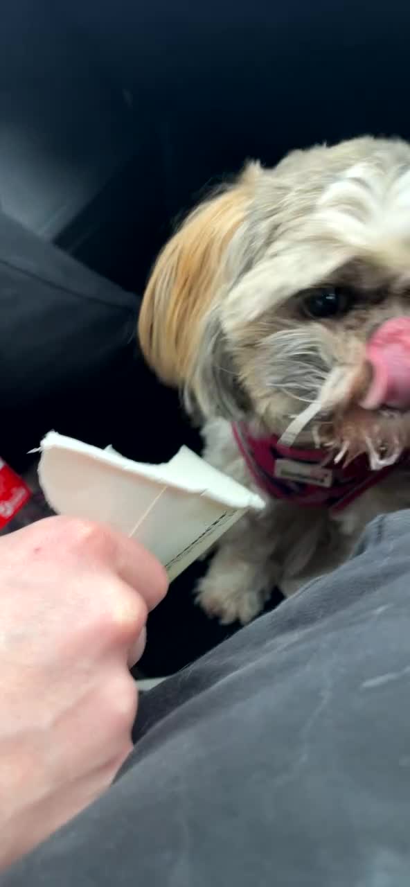 Shih Tzu dogs for sale: 2 BEAUTIFUL BOYS REMAINING - Video 1