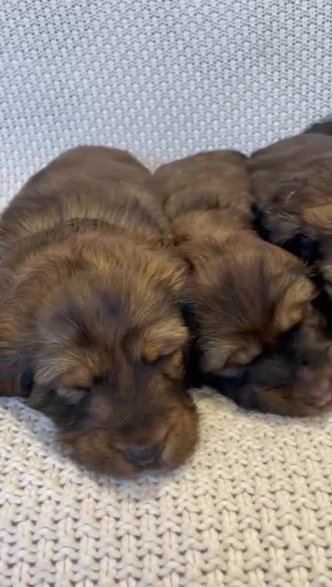 Dachshund dogs for sale: 5 KC Standard Long Hair Dachshunds - Video 2