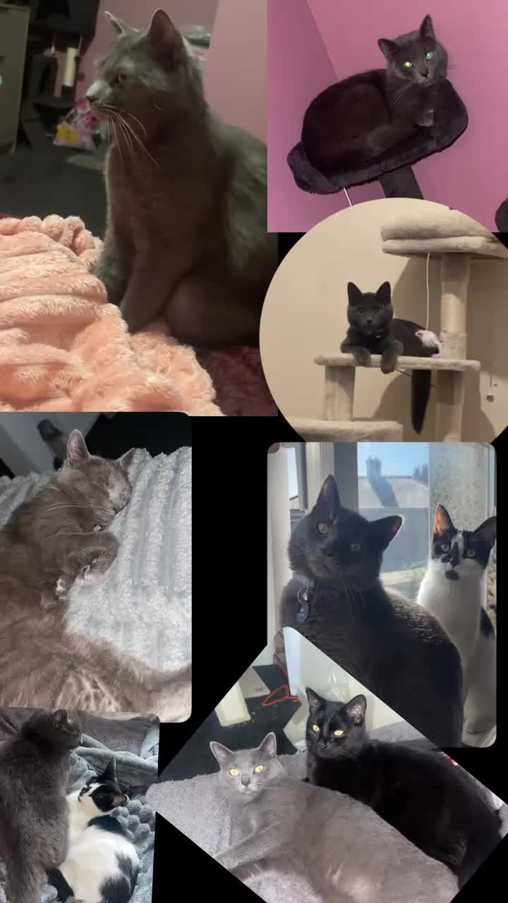 British Shorthair cats for sale: British shorthair - Ash  - Video 1