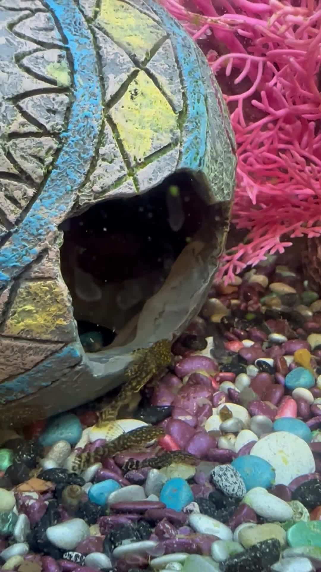 Plecos fish for sale: Brittlenose Pleco - Video 1