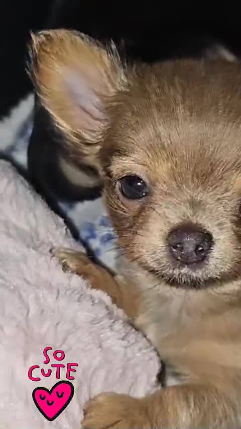 Chihuahua dogs for sale: Chiuahuah pups......lilac merle, fawn, white brown - Video 1