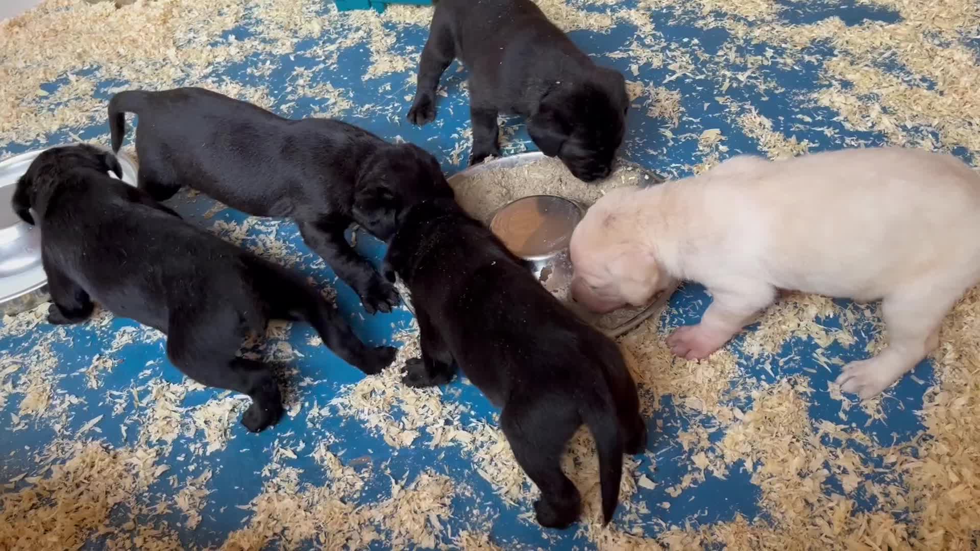 Labrador Retriever dogs for sale: Stunning KC Labrador pups - Video 2