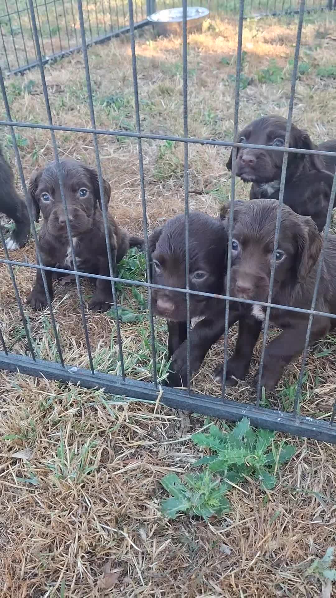 Sprocker dogs for sale: Beautiful Sprocker Spaniel Puppies - Video 1