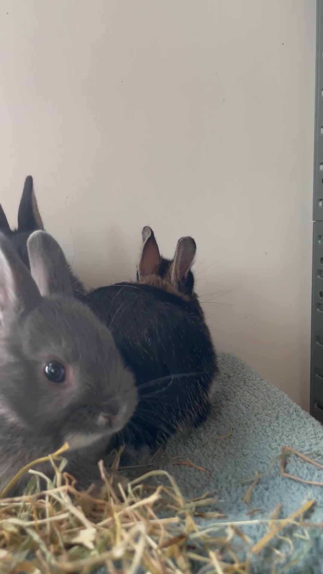 Netherland Dwarf rabbits for sale: Netherland Dwarf purebred Baby Rabbits NEW  - Video 1