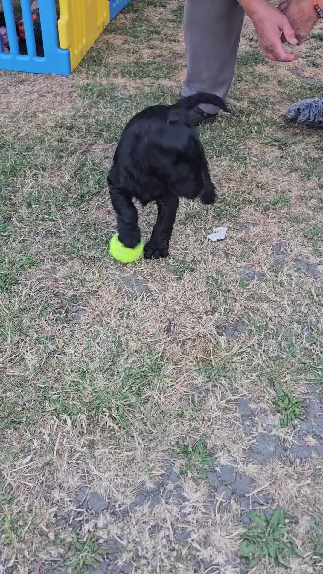 Labradoodle dogs for sale: Miniature labradoodle ready to leave now - Video 3