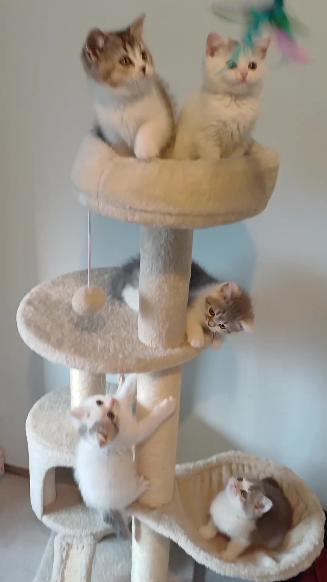 British Shorthair cats for sale: Ready to leave! 🐱 - Video 2