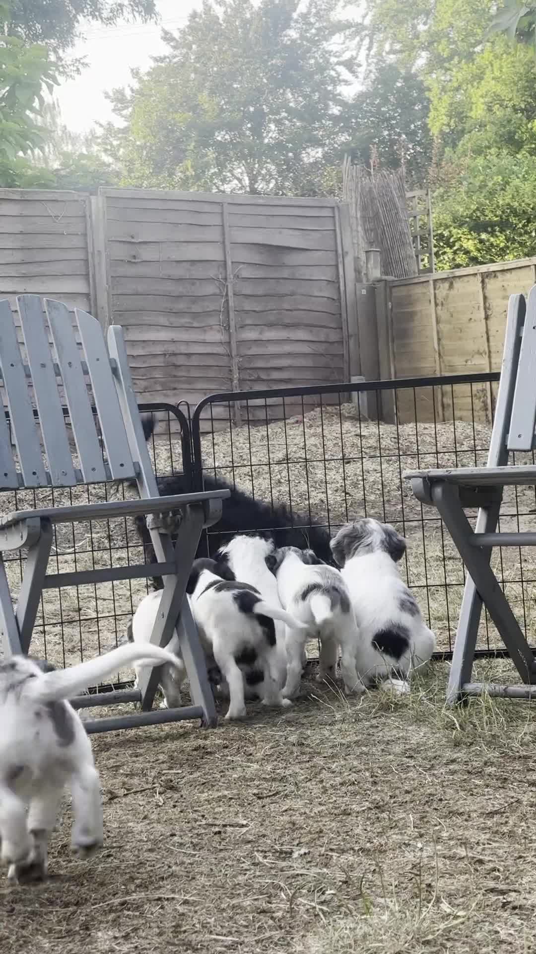 Cocker Spaniel dogs for sale: *Ready Now* Chunky Healthy Working Cocker Spaniels - Video 3