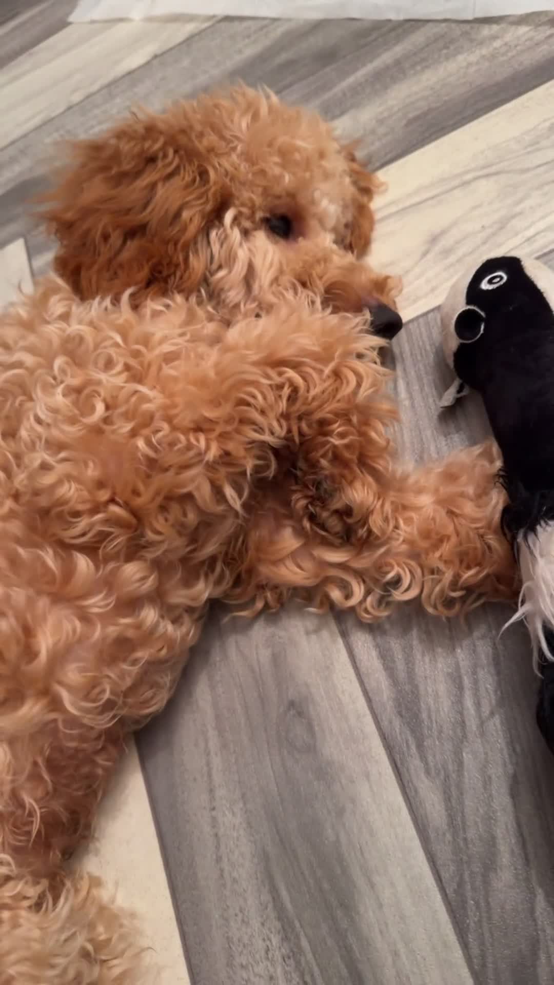 Cockapoo dogs for sale: Cockapoo puppy for sale (URGENT) - Video 3
