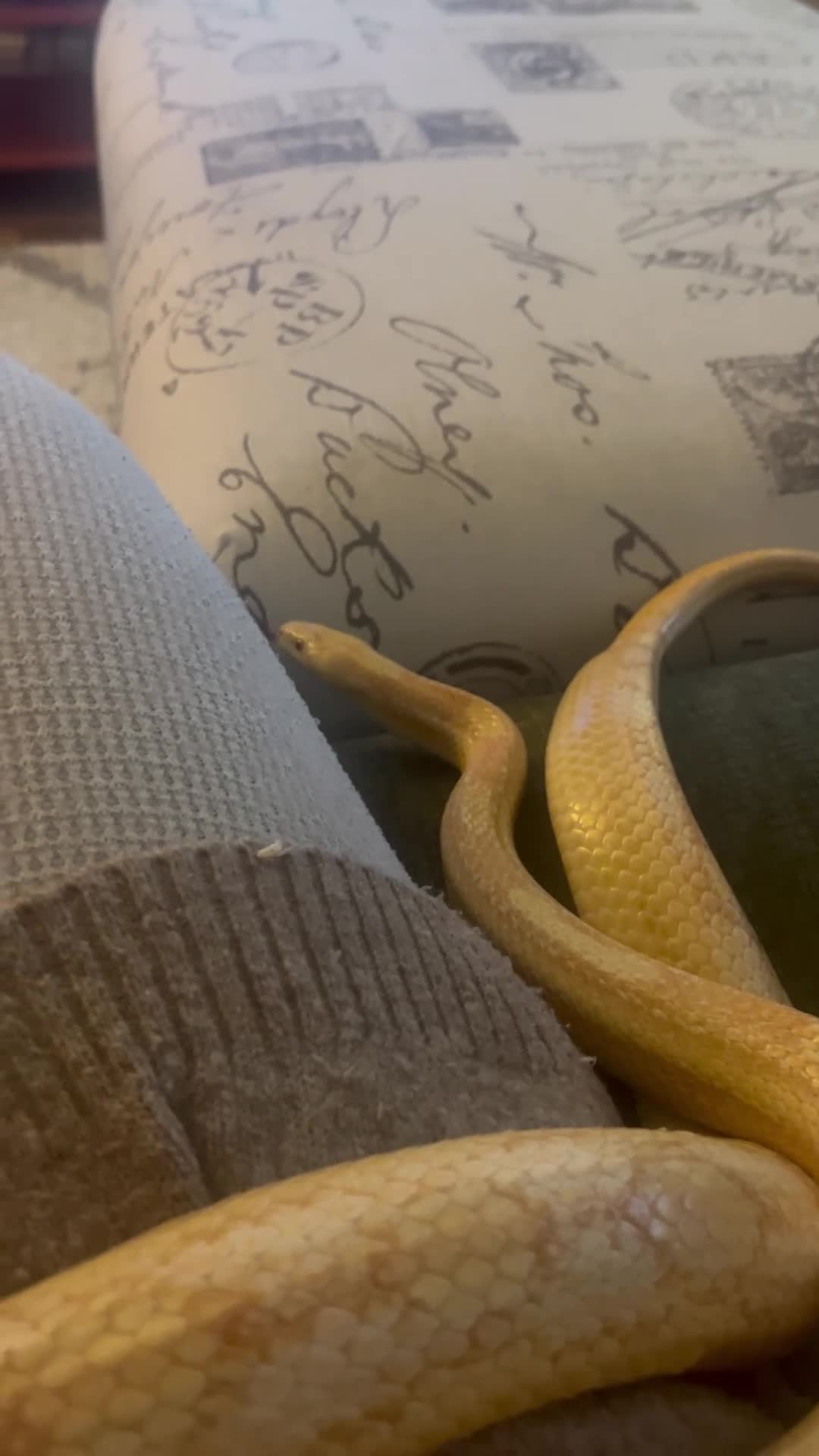 Corn Snake reptiles for sale: Male Corn Snake  in Harlow - Video 1