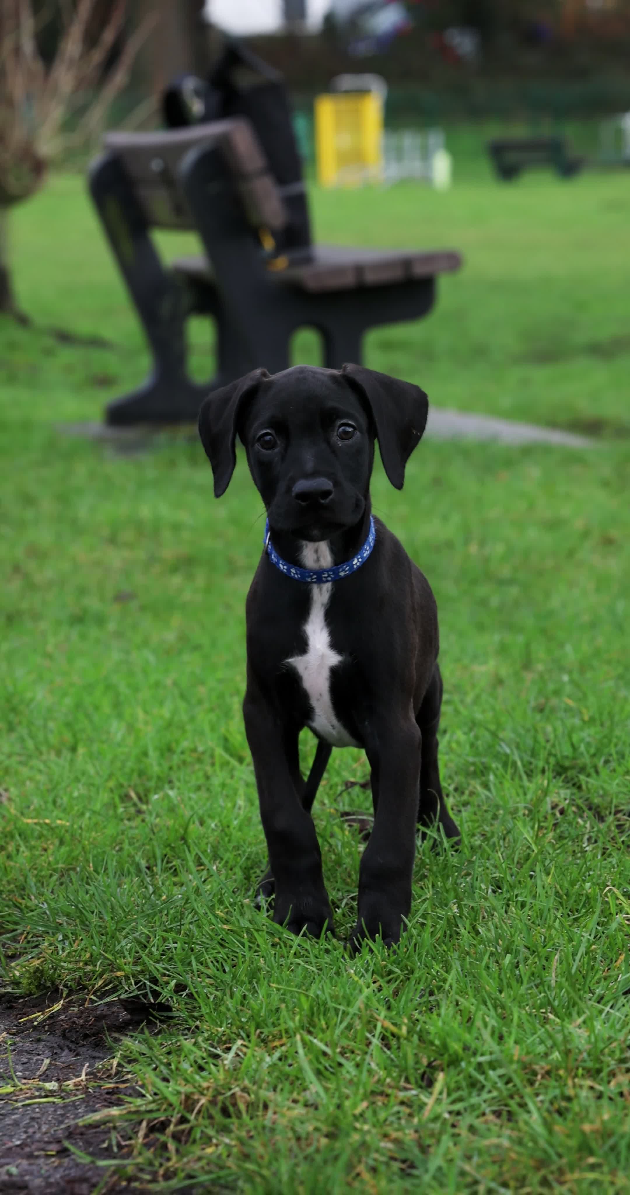 Mixed Breed dogs for sale: Canis Panther Pups - Video 2