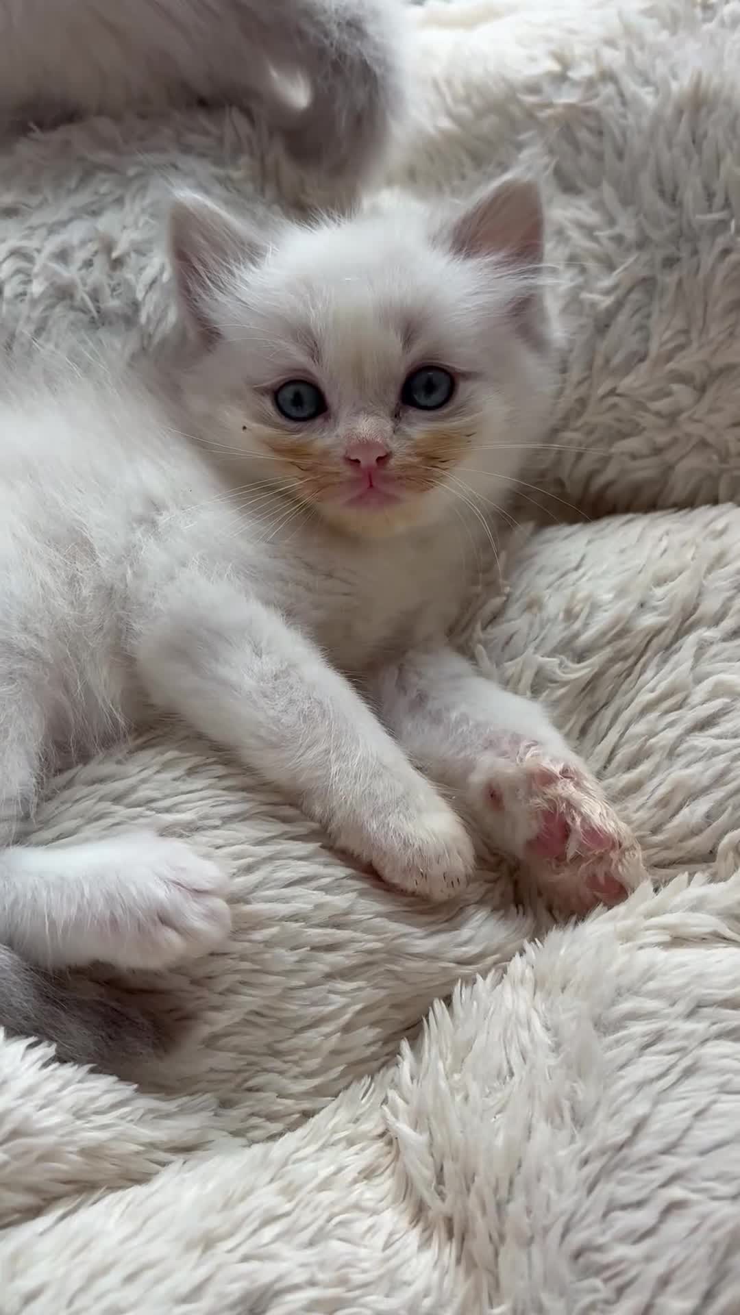 Ragdoll cats for sale: One gorgeous boy,  Luxury pedigree. - Video 2