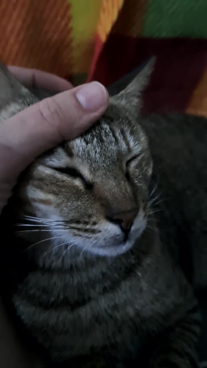 Mixed Breed cats for adoption: Little Joana - gentle loving girl - Video 1