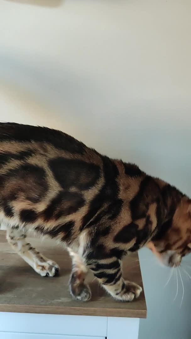 Bengal cats for stud: Rehoming 🔥 Clouded Bengal Stud TICA Amazing🔥 in Durham - Video 1