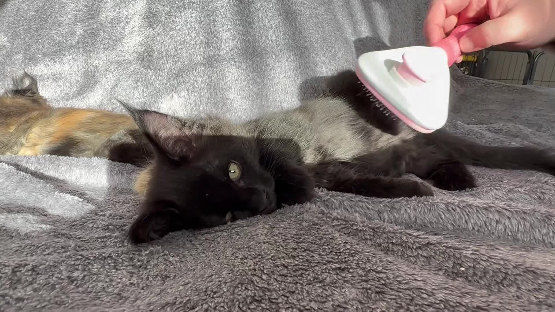 Maine Coon cats for sale: Beautiful Maine Coon Kittens - Video 2