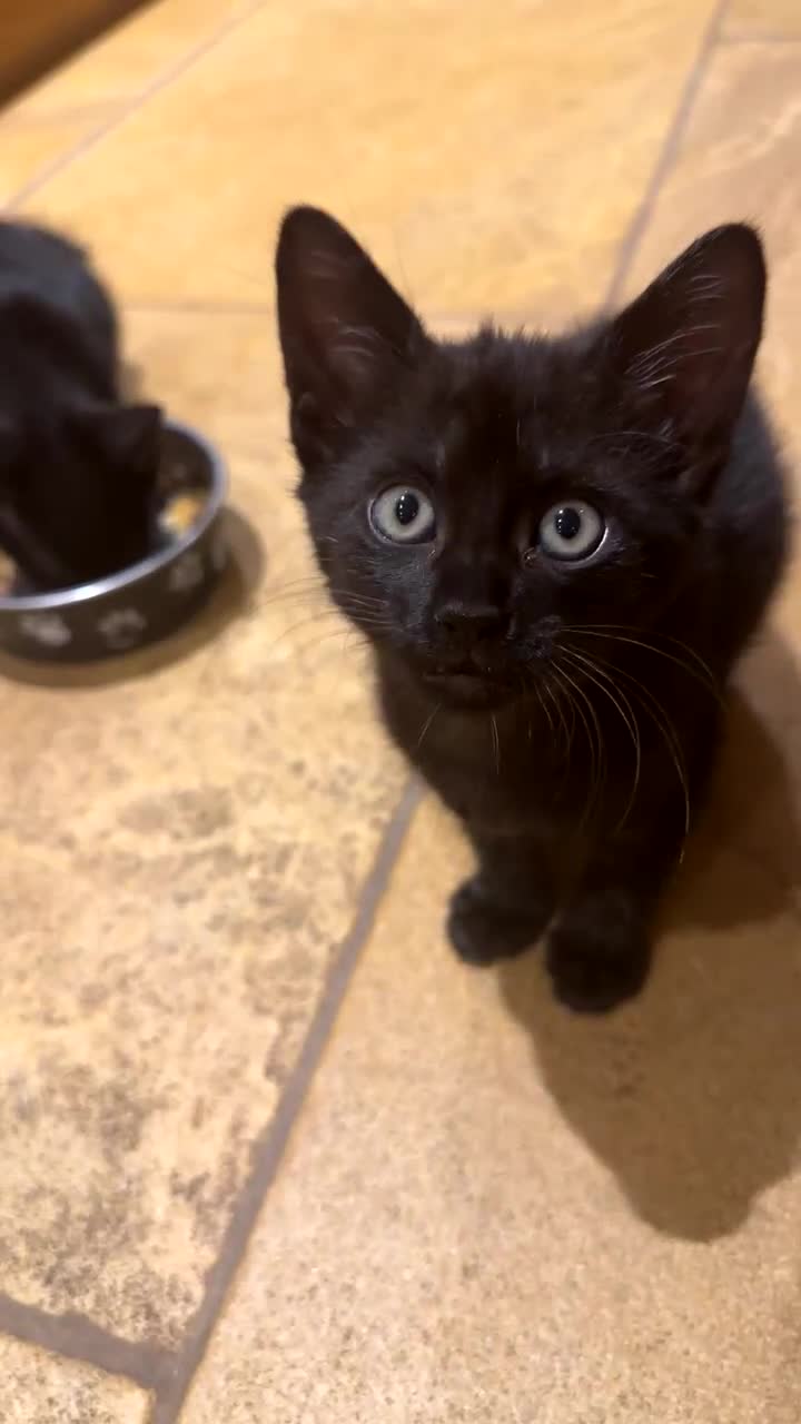 Mixed Breed cats for sale: Kittens ready to leave  - Video 3