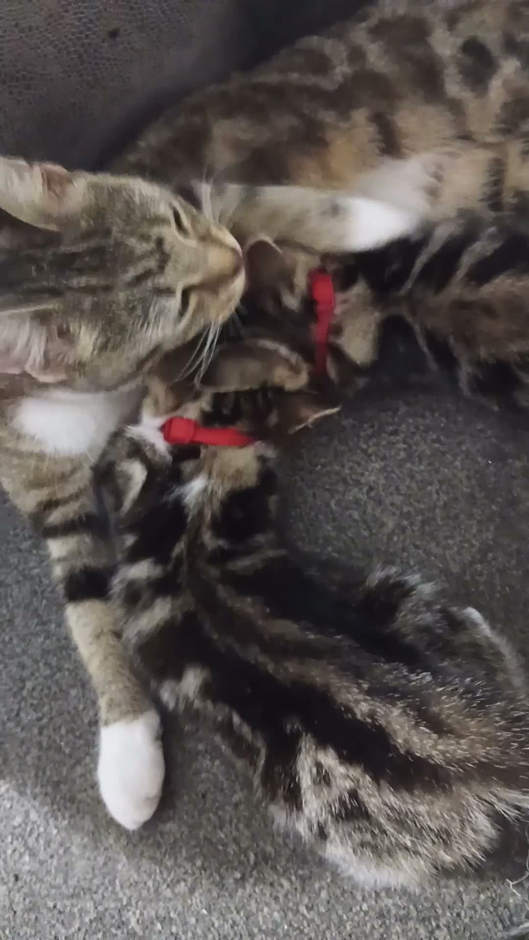 Domestic Shorthair cats for sale: 2 tiger stripped kittens in Coventry - Video 1