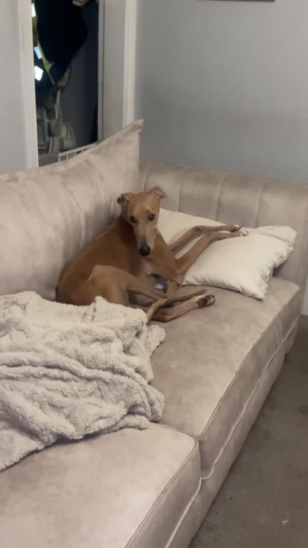 Mixed Breed dogs for sale: Gorgeous saluki greyhound.  - Video 1