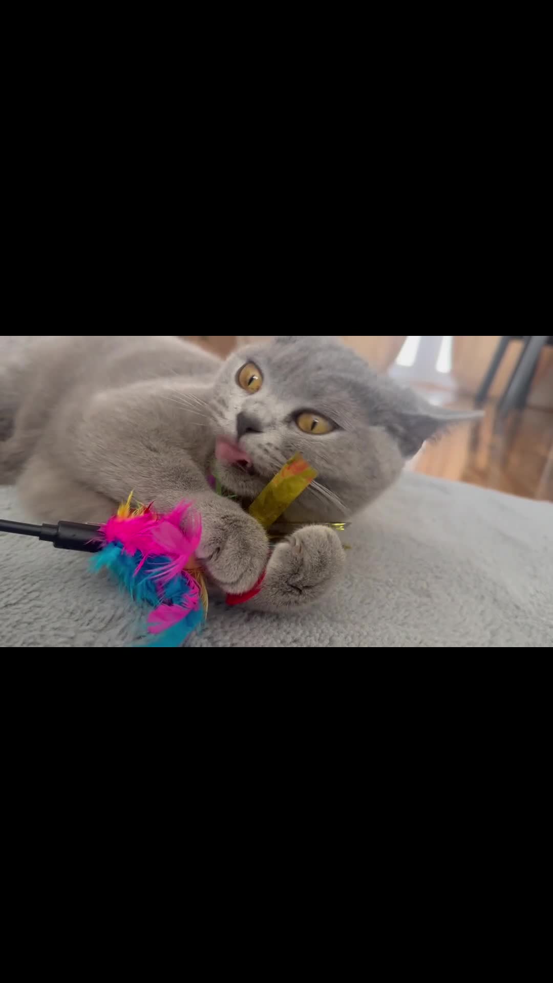 British Shorthair cats for sale: Willow – Beautiful Blue British Shorthair - Video 3