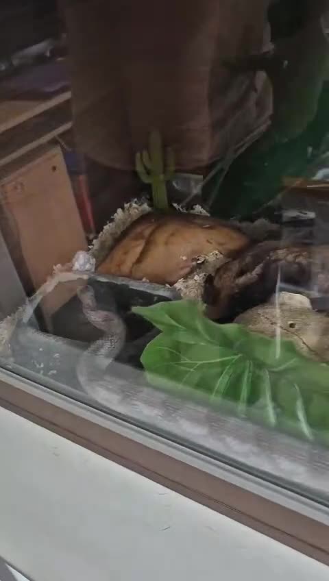 Corn Snake reptiles for sale: Corn snake in Spalding - Video 1