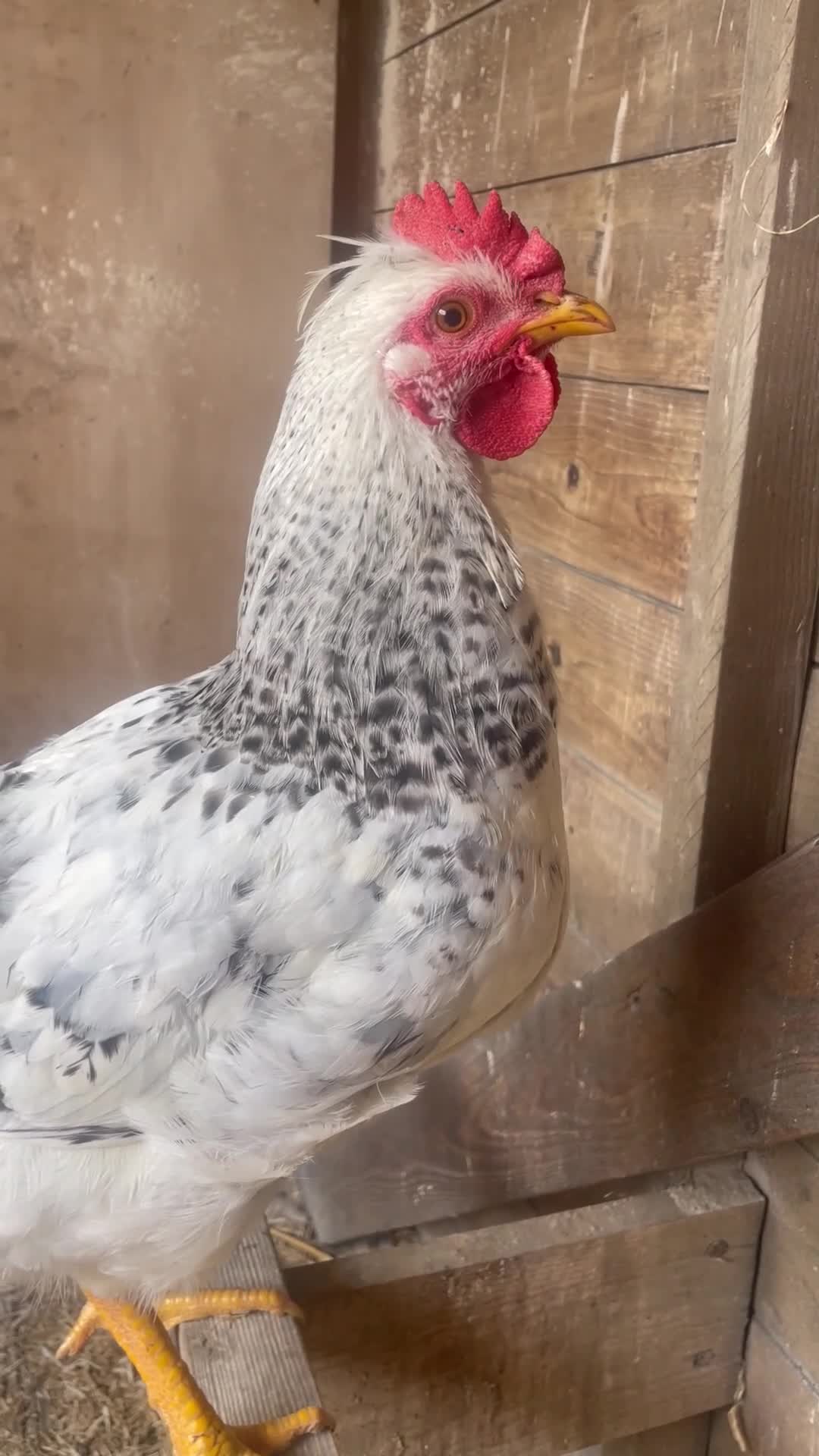 Chickens poultry for sale: Beautiful 3 month old cockerel for sale  in Melton Mowbray - Video 3