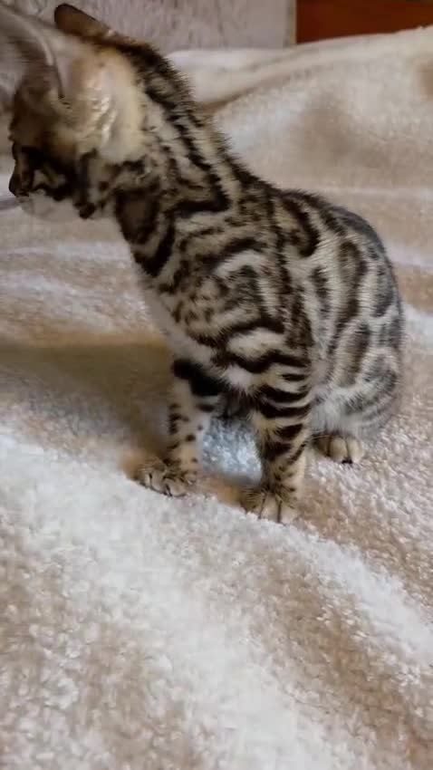 Bengal cats for sale: Bengal Kittens in Nottingham - Video 2