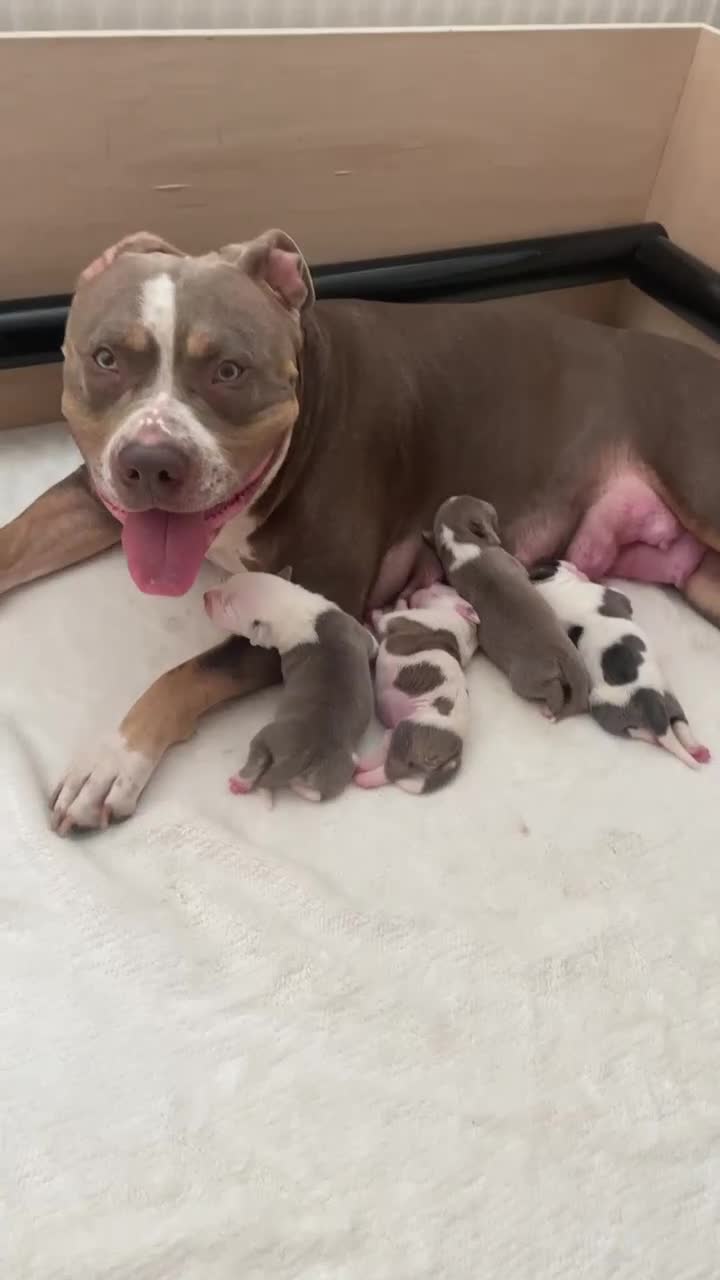 American Bull Staffy dogs for sale: Perfect Puppies -American Bull Staffy’s  - Video 2