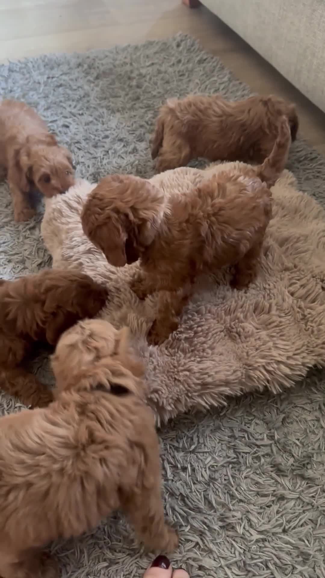 Cavapoo dogs for sale: Beautiful f1b red Cavapoo puppies    - Video 3