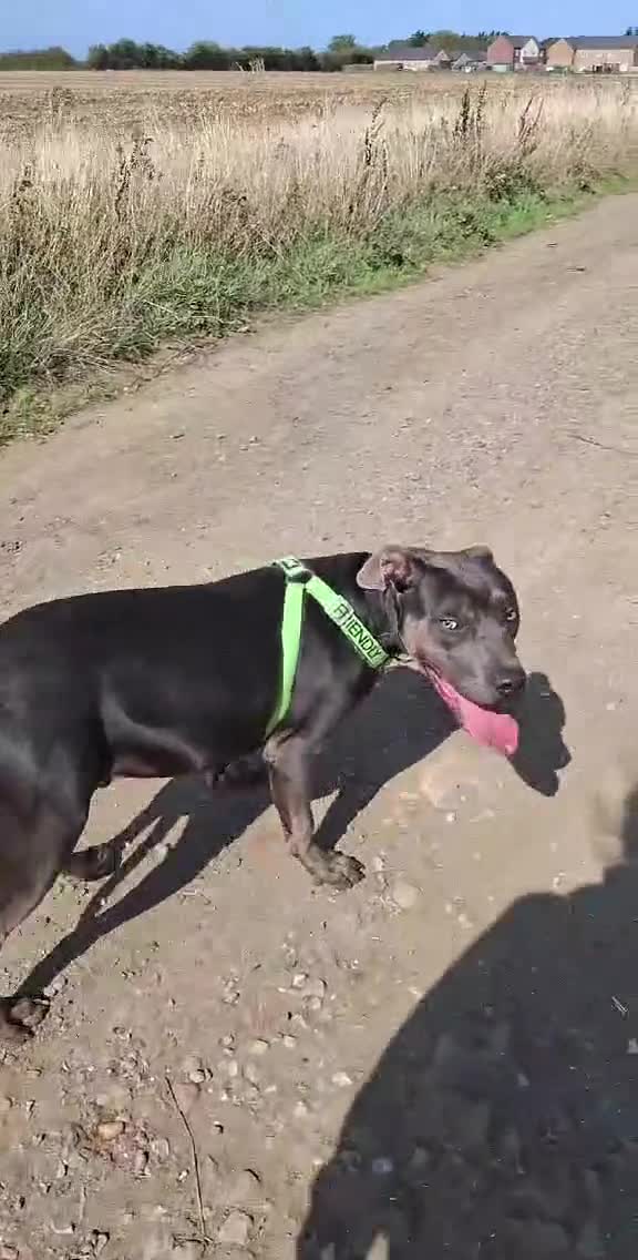 Cane Corso dogs for sale: Duke - 11 month old Cane Corso - Video 2