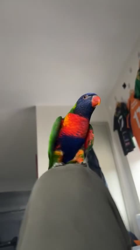 Lorikeets birds for sale: Tiki the lorikeet in Much Wenlock - Video 2