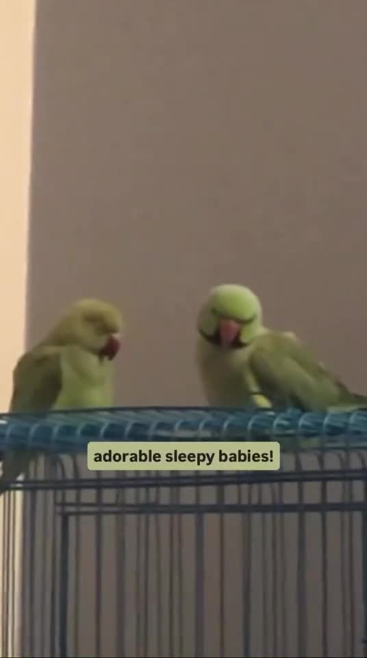 Ringnecks birds for sale: Bonded pair of traumatised baby ringnecks  - Video 2