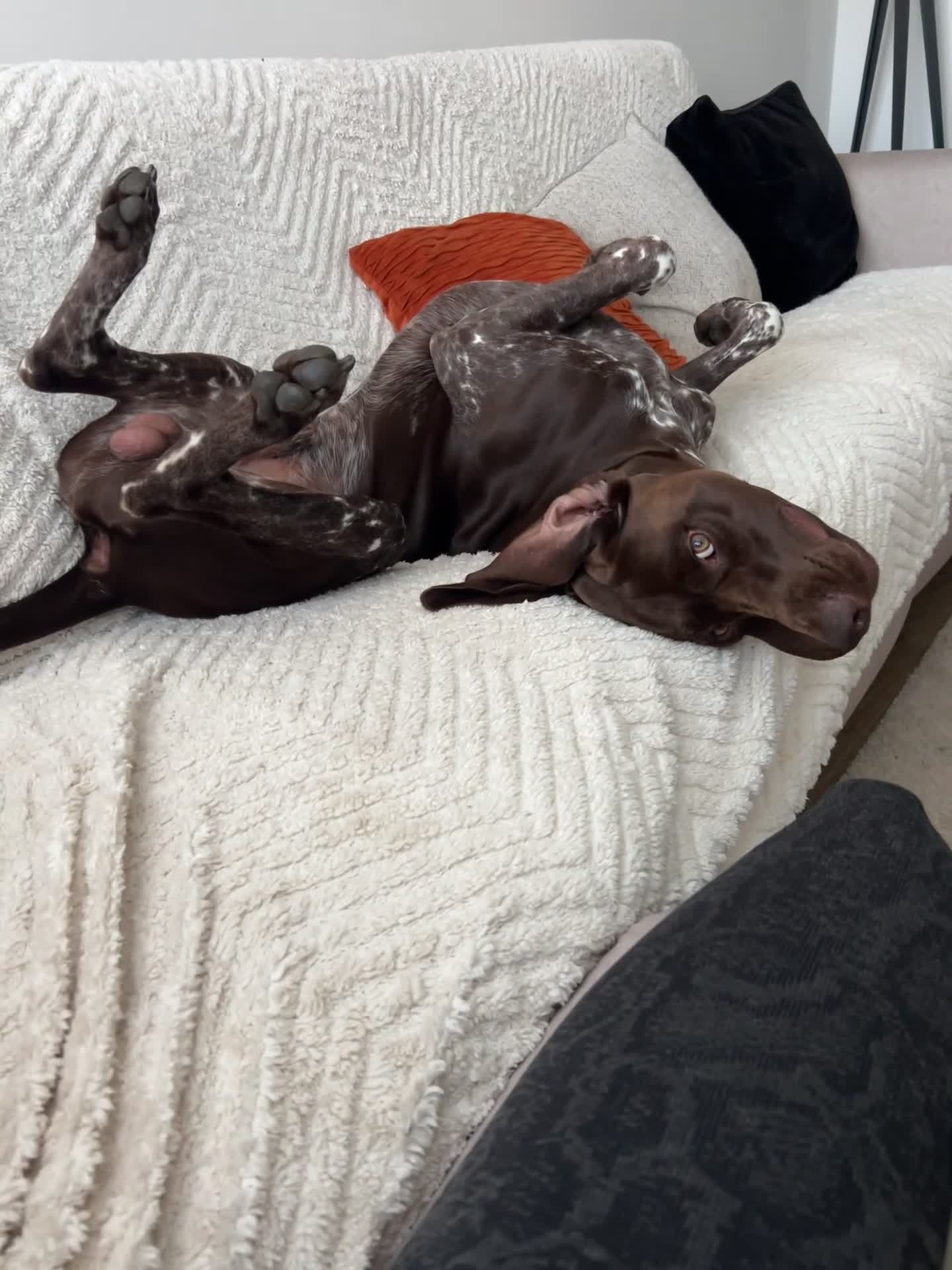 German Shorthaired Pointer dogs for stud: GSP Available for stud - Video 2