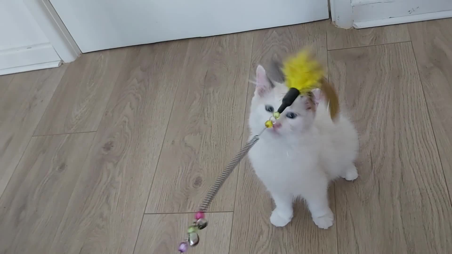 Ragdoll cats for sale: RAGDOLL BICOLOUR BOY BLUE EYES READY NOW! - Video 2