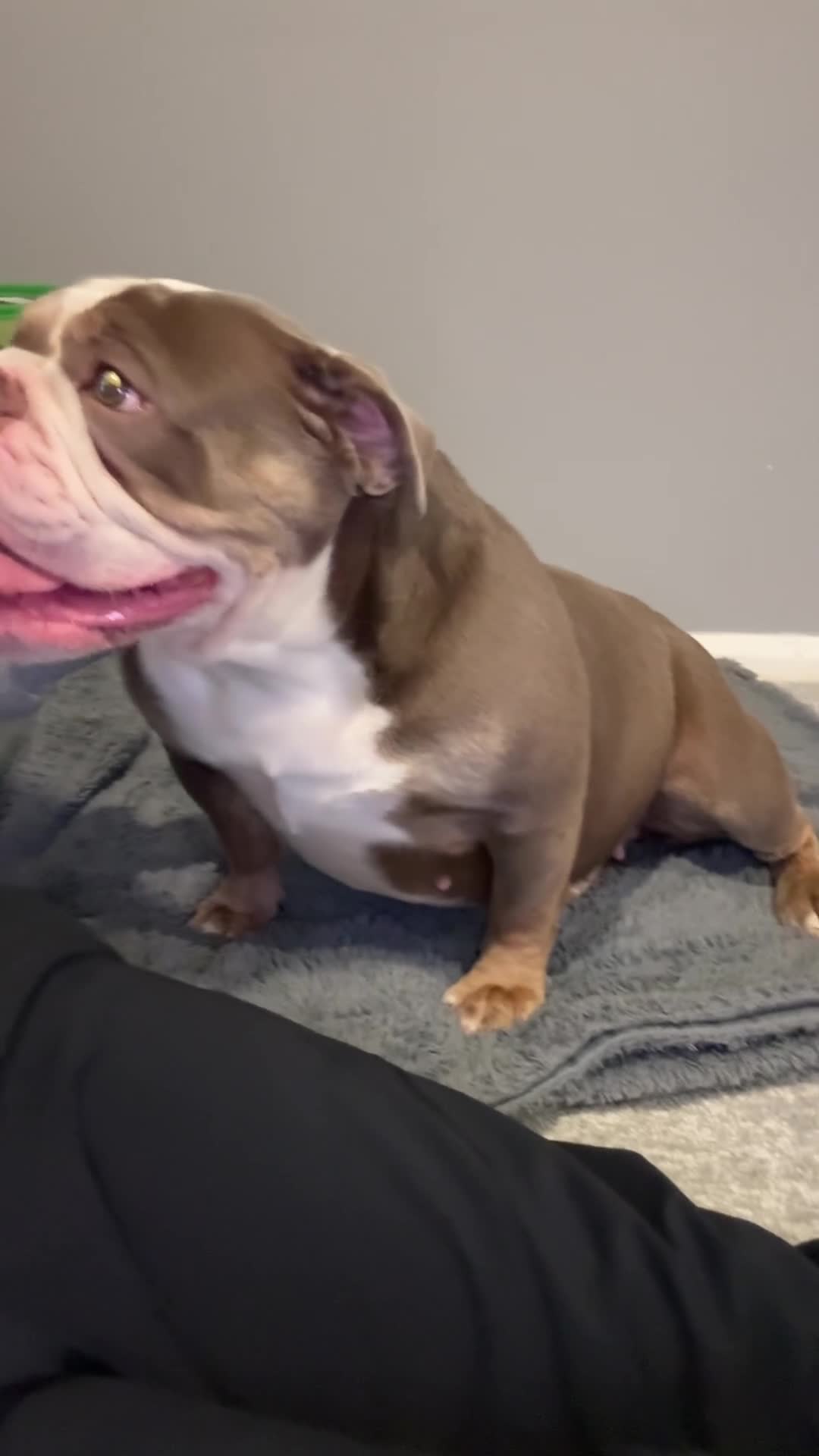 English Bulldog dogs for sale: English bulldog  - Video 1